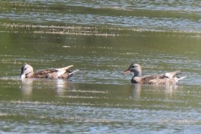 Canard chipeau