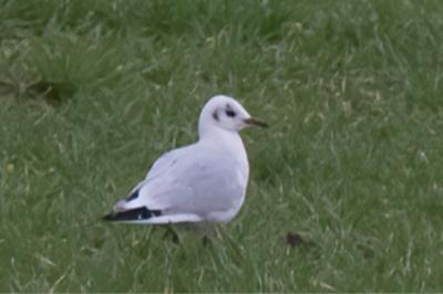 Mouette rieuse