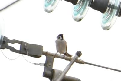 Passer montanus