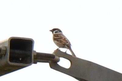 Moineau friquet