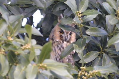 Hibou moyen-duc