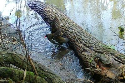 Poule-d'eau