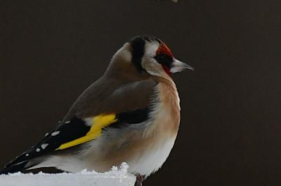 Chardonneret élégant