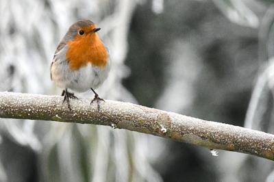 Erithacus rubecula