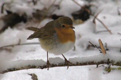 Erithacus rubecula