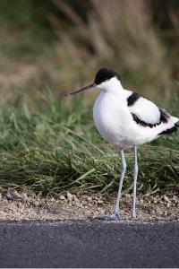 Avocette élégante