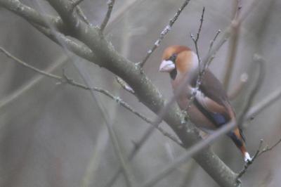 Coccothraustes coccothraustes