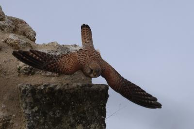 Faucon crécerelle