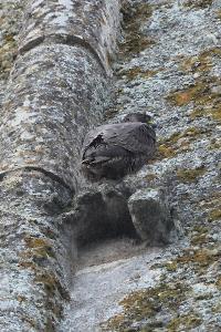 Faucon pèlerin