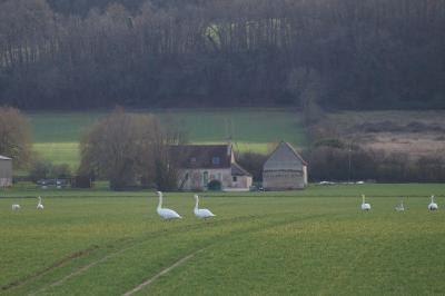 Cygne tuberculé