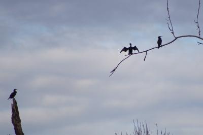 Grand Cormoran