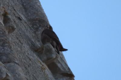 Faucon pèlerin