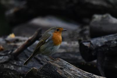 Rougegorge familier
