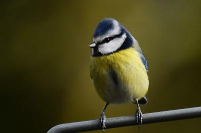 Mésange bleue