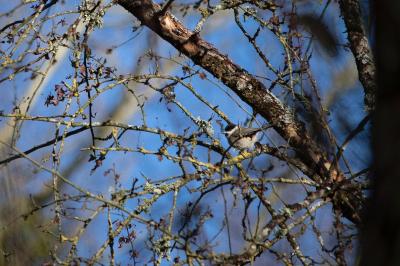 Mésange nonnette
