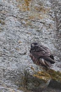 Faucon pèlerin