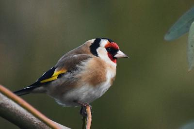 Chardonneret élégant