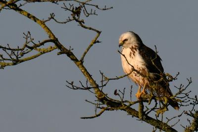 Buse variable