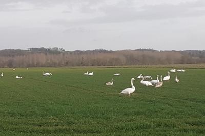 Cygne tuberculé