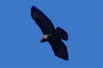 Buse variable