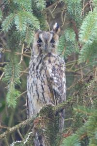 Hibou moyen-duc