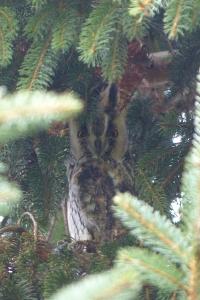 Hibou moyen-duc