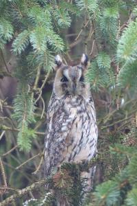 Hibou moyen-duc