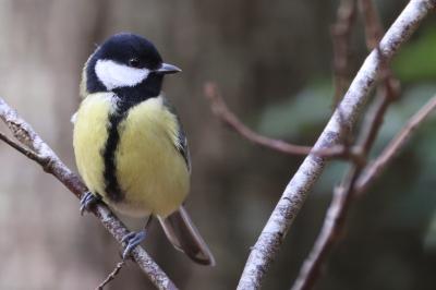 Mésange charbonnière