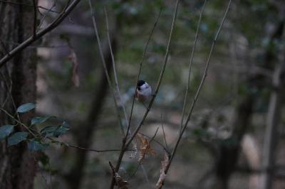 Mésange nonnette
