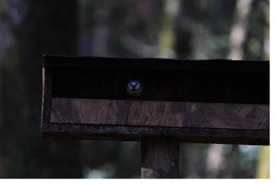 Mésange bleue