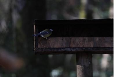 Mésange charbonnière