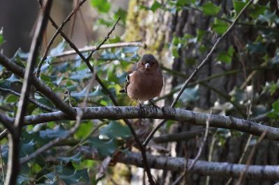Pinson des arbres
