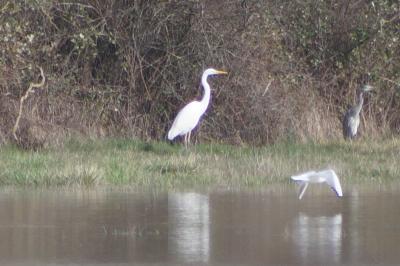 Grande Aigrette