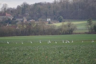 Cygne tuberculé