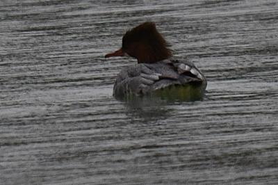 Harle bièvre