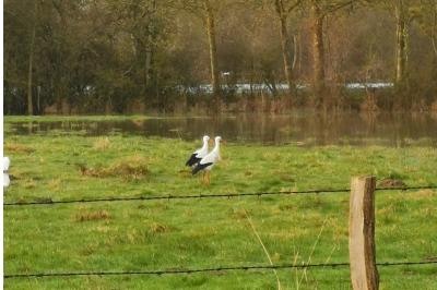 Cigogne blanche
