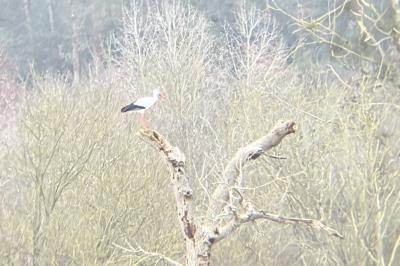 Cigogne blanche