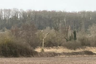 Cigogne blanche