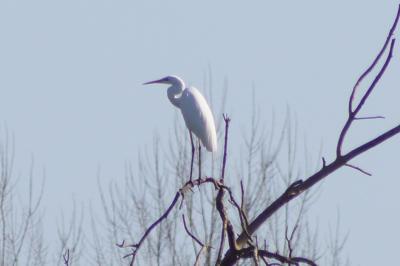 Grande Aigrette