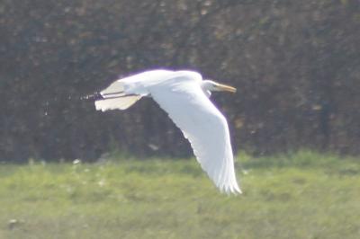 Grande Aigrette