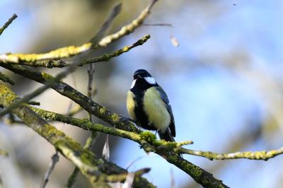 Parus major
