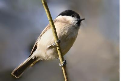 Mésange nonnette