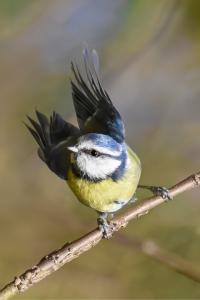 Mésange bleue