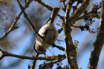 Mésange nonnette