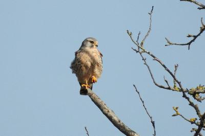 Faucon crécerelle