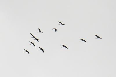 Grue cendrée