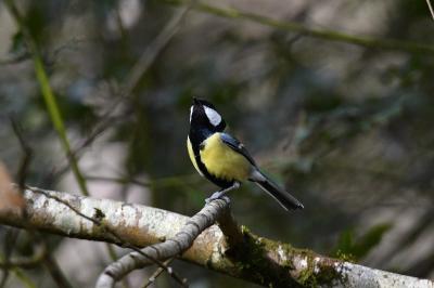 Mésange charbonnière