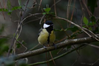 Mésange charbonnière