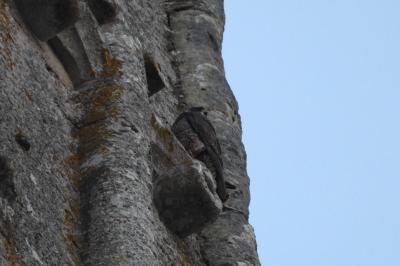 Faucon pèlerin