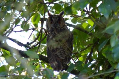 Asio otus